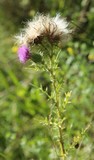 0823-krause distel (carduus crispus)76.jpg